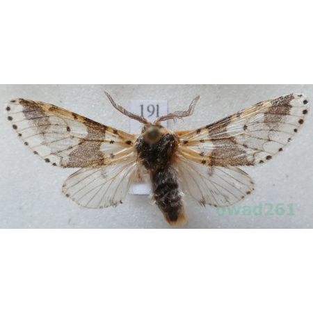 Furcula bicuspis (Borkhausen, 1790) male Widłogonka dwurożka Czech19l